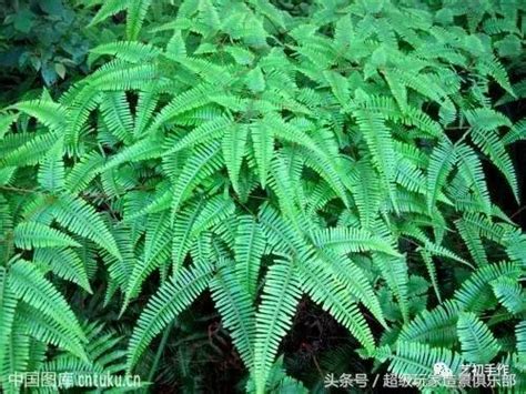 蕨類植物有哪些|三十二種蕨類植物介紹賞析